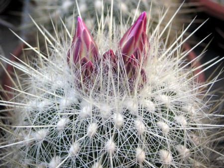 Thelocactus macdowellii (Regel et Klein) Glass, Cact. Succ. Mex., 14: 4, 1969